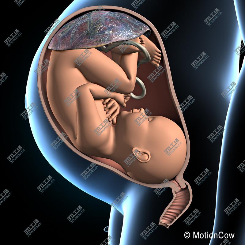 images/goods_img/20210113/Pregnant, Fetus & Uterus/3.jpg